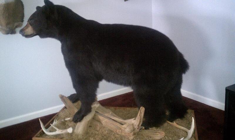 black bear life size mounts