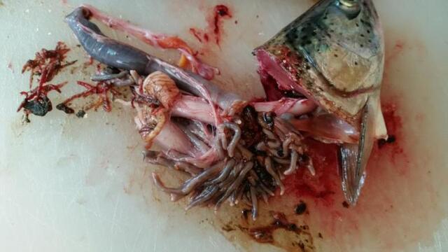 worms in trout guts